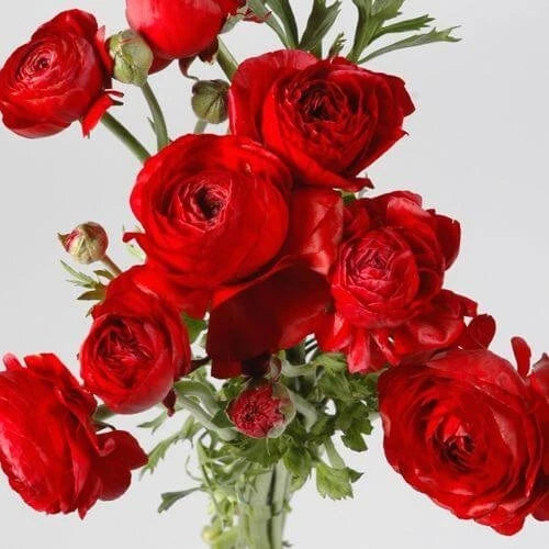 Pretty   Ranunculus Imported Flower Bulbs Red   Pack of 2 bulbs Ranunculus