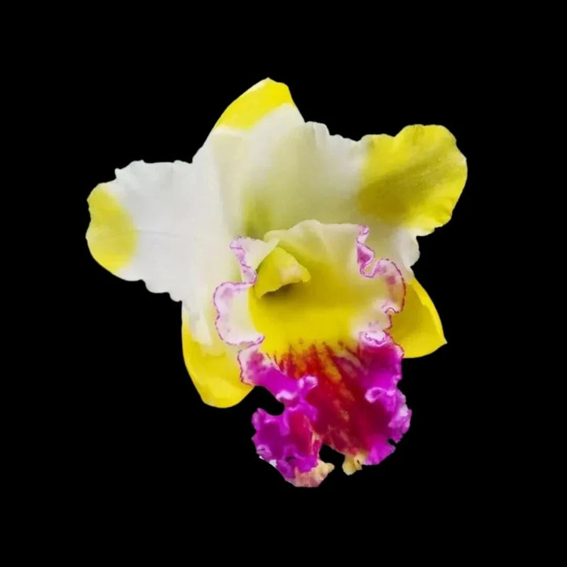 Two-tone orchid flower with yellow and white petals and a bright magenta-purple center