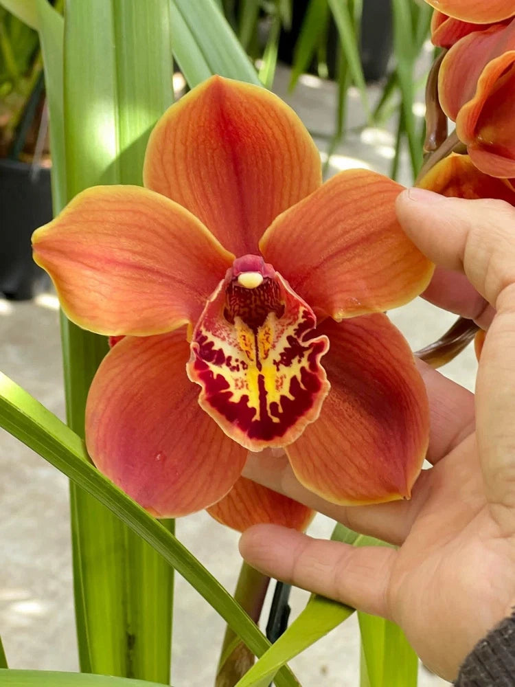 Orange cymbidium orchid with red speckled center, hand holding bloom on green leaves