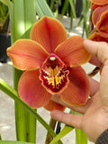 Cymbidium (Autumn Lady x Fire Glow) 'Solid Orange'. ~ Fragrant ~ 1 Gallon Orchids