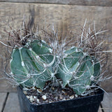 D2051 ASTROPHYTUM CAPRICORNE pot12-H11-W17 cm MaMa Cactus Green Plant