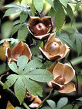 Wood Rose, MERREMIA TUBEROSA vine yellow flower morning glory Ipomoea  -15 seeds Orchids