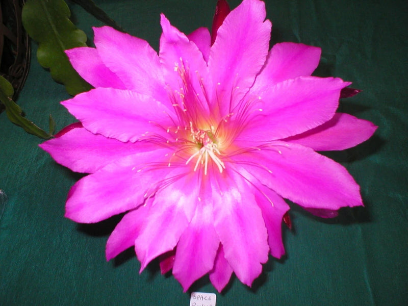 Orchid cactus flower with bright pink starburst petals and yellow center