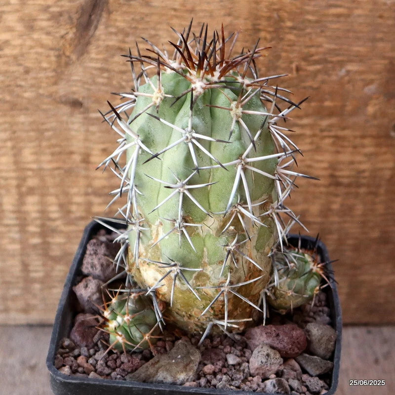 D4813 COPIAPOA PEPINIANA STRAMINEA pot10-H12-W9 cm MaMa Cactus Green Plant