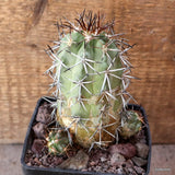 D4813 COPIAPOA PEPINIANA STRAMINEA pot10-H12-W9 cm MaMa Cactus Green Plant