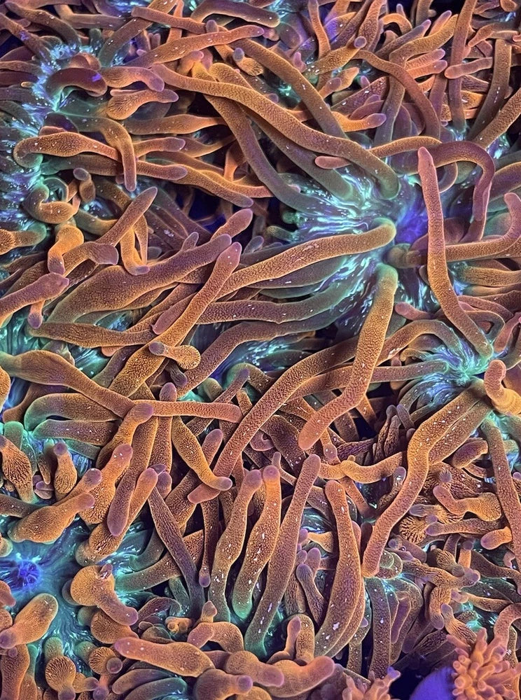 CORAL COMBO PACK Rainbow Bubble Tip Anemone 2-4 inch & Rainbow Clove Polyp Frag Anemone