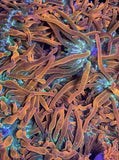 CORAL COMBO PACK Rainbow Bubble Tip Anemone 2-4 inch & Rainbow Clove Polyp Frag Anemone