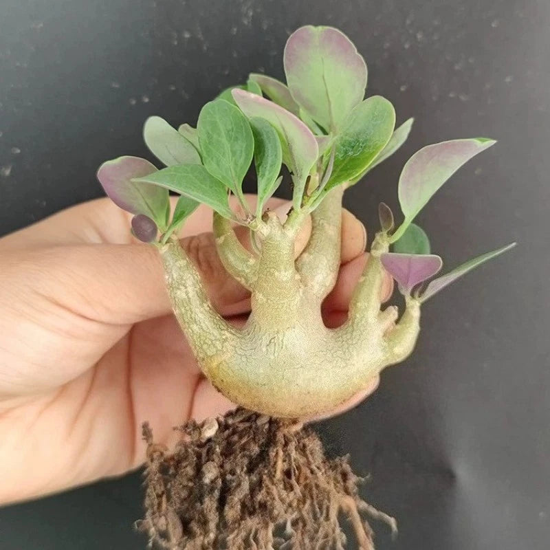 10-12cm Succulent Cactus Plant Othonna Triplinervia Asteraceae Home Garden Plant Garden Plants
