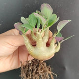 10-12cm Succulent Cactus Plant Othonna Triplinervia Asteraceae Home Garden Plant Garden Plants