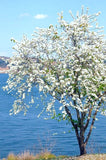 Dwarf White Bauhinia, snowy orchid tree exotic flower bonsai plant seed 15 seeds Orchids