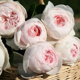 Earth Angel Parfuma Rose Plant - 1.5 Gal Own Root Potted Fragrant Pink Flowers Flowering Plants