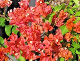 Set 2 Sundown Orange Bougainvillea Starter Plants - 4-10" Tall - Hardy Flowering Plants