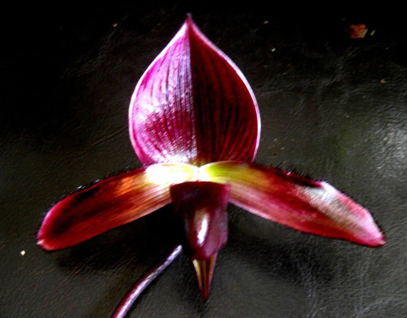 Red and purple orchid flower with three broad petals and pointed central lip