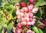 Flordia Rose Rabbiteye Blueberry Bush Vaccinum Starter Plant-Pink Berries Garden Plants
