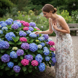 50 Hydrangea Flower Seeds Mixed Colors Ð Mophead Garden Blooms Hydrangea