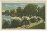 CA Postcard Pampas Grass In Westlake  Park - Los Angeles 1932 vintage F10 Pampas Grass