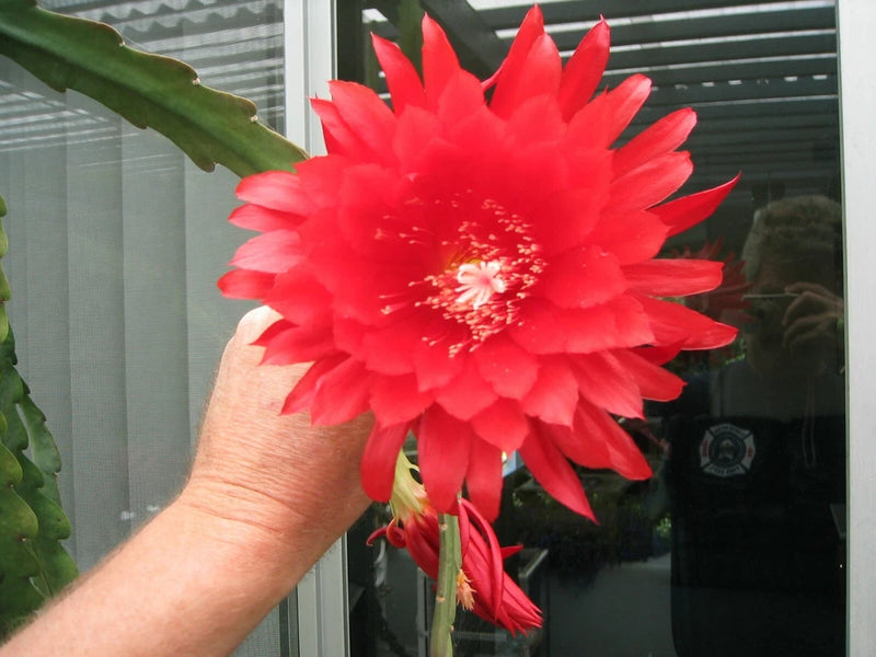 Orchid cactus curtain call orchid cactus with bright red flower bloom