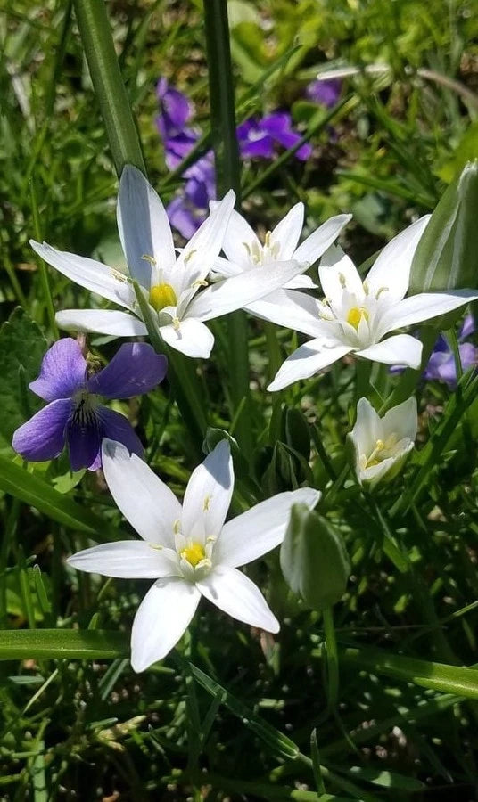 Ornithogalum Umbellatum Star of Bethlehem 20 Plant Bulbs Zones 5-9 Flowering Plants