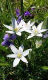 Ornithogalum Umbellatum Star of Bethlehem 20 Plant Bulbs Zones 5-9 Flowering Plants