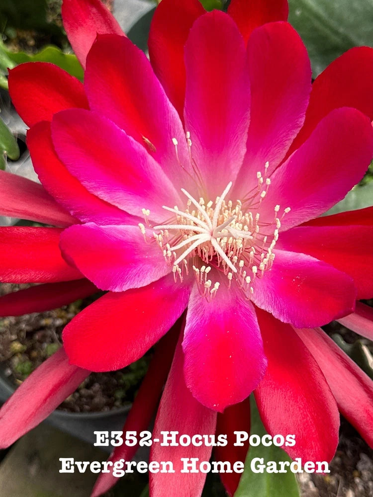 Rooted epiphyllum orchid cactus with bright red-pink star flower and green pads in 4 in pot