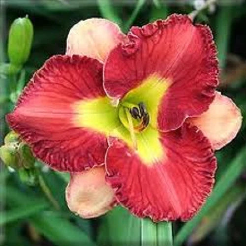 Moulin Rouge Red    Daylilies 3 fans Return and multiply yearly World's Finest Orchids