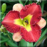 Moulin Rouge Red    Daylilies 3 fans Return and multiply yearly World's Finest Orchids