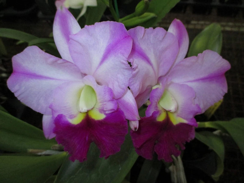 (477-1) Robert Choice 'Dee'   NBS Orchids