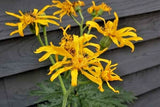 15  CHINESE DRAGON JAPANESE LIGULARIA SEEDS - Ligularia japonica Chinese Dragon Garden Plants