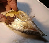 Milkweed Seeds Whole Pod Lots of seeds Heirloom garden spring summer homegrown Garden Plants