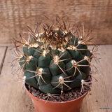 D7728 GYMNOCALYCIUM PFLANSII pot10-H8-W11 cm MaMa cactus Green Plant