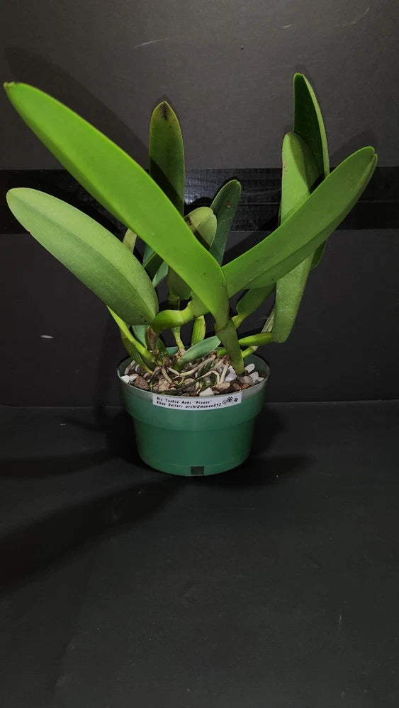 Potted green orchid plant with upright leaves in a small plastic pot