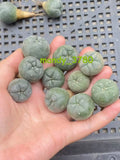 10pcs Succulent cactus home potted Garden beautiful Plants seedgrowth Garden Plants