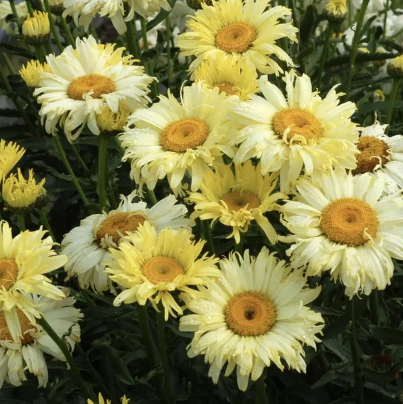 Live Leucanthemum ÔShasta Daisy Realflor Real CharmerÕ Plant Ð Plug Ð 1Ð3Ó Tall Flowering Plants