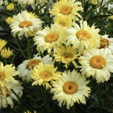 Live Leucanthemum ÔShasta Daisy Realflor Real CharmerÕ Plant Ð Plug Ð 1Ð3Ó Tall Flowering Plants
