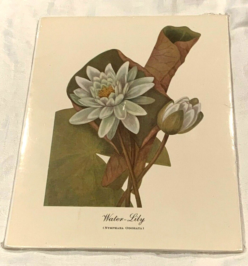 Water Lily Nymphaea Odorata Antique Print White Flower Leaves Shrink Wrapped Lily