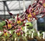 Dendrobium Minnie blooming size compact Antelope Dendrobium Orchids