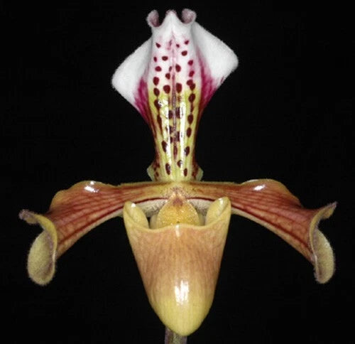 Paphiopedilum orchid flower with white petals, maroon spots, and yellow lip