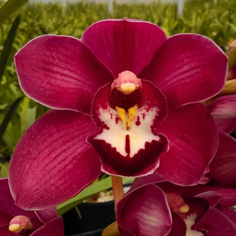 Cymbidium orchid flower with dark pink petals and speckled white-red lip