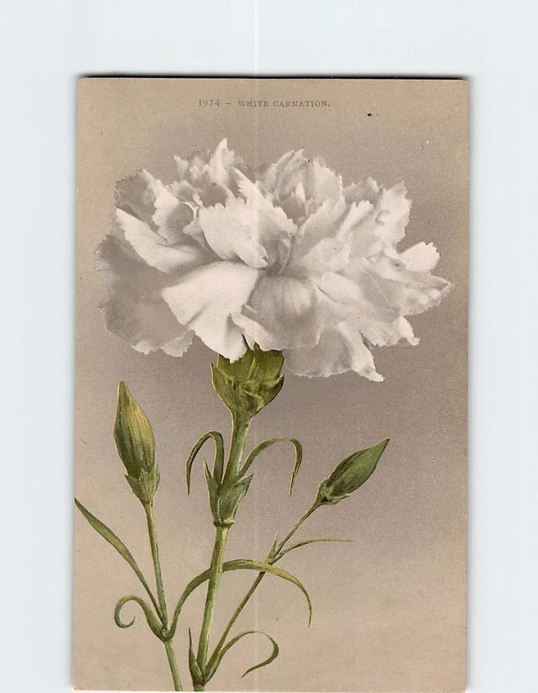 Postcard White Carnation Carnation