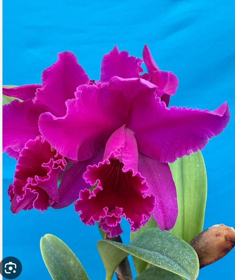 Fragrant live orchid plant with ruffled magenta-pink flowers and green leaves