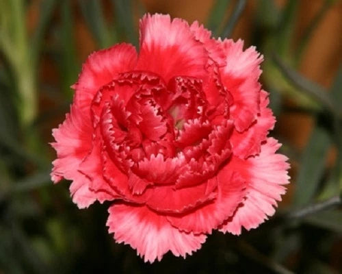 NEW! 30+ ROSE / RED  CARNATION FLOWER SEEDS / PERENNIAL Carnation