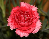 NEW! 30+ ROSE / RED  CARNATION FLOWER SEEDS / PERENNIAL Carnation