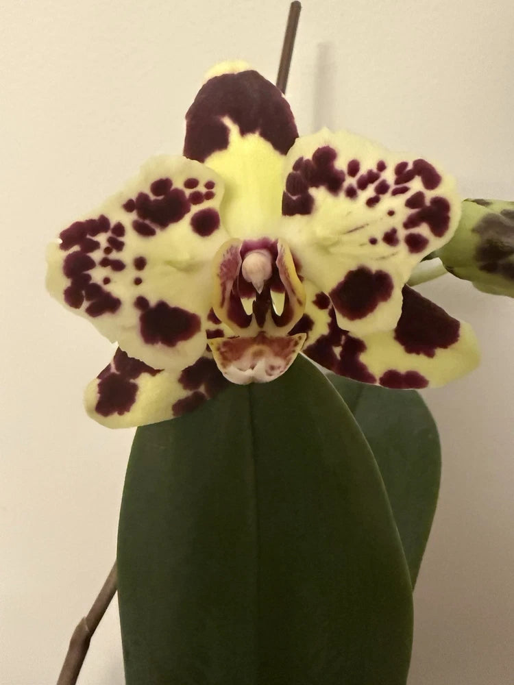 Peloric orchid with cream petals and dark maroon spots on a green stem and leaves