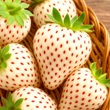 200 WHITE WONDER STRAWBERRY SEEDS PERENNIAL HEIRLOOM NON-GMO FRUIT FREE SHIPPING Flowering Plants