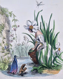 1867 Engraving Daffodil Garden Flower Garden Daffodil Lily Flower Deco Art Print. Lily