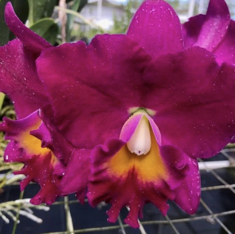 Large fuchsia orchid flower with yellow center and pink petals