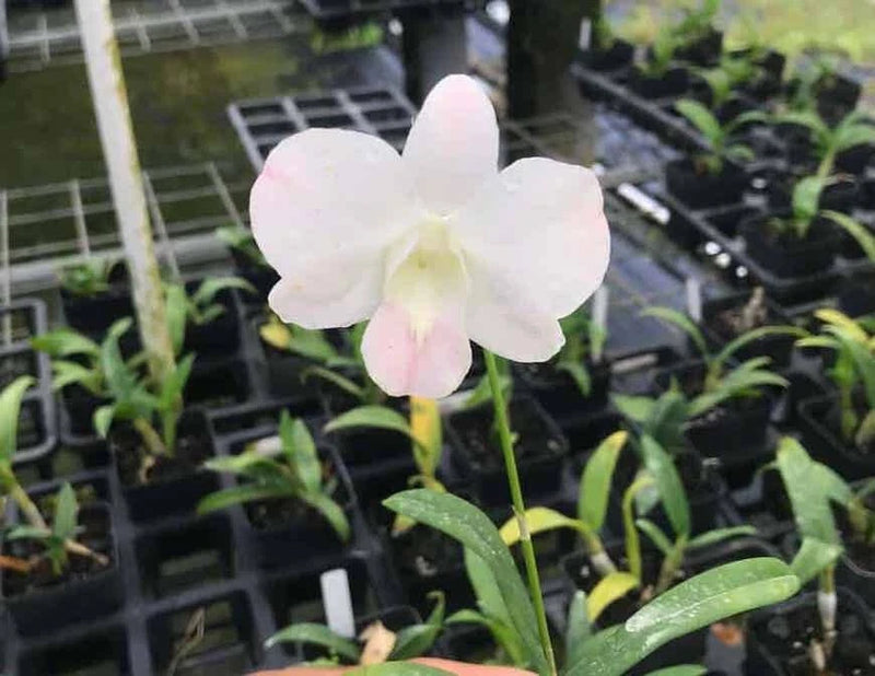 Peach and white flowering orchid in small pot with green leaves