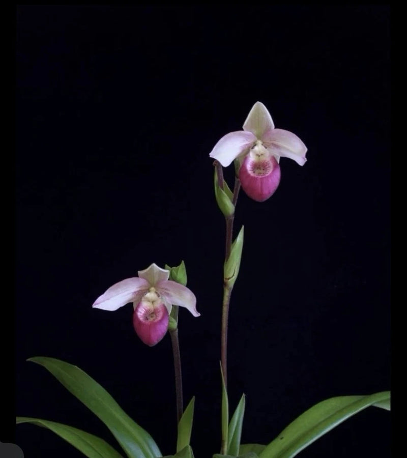 Pink and white slipper orchid hybrid with two blooms and green leaves