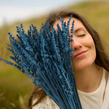 Dried blue lavender bouquet bundle with long slender stems and flower spikes