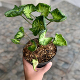 Syngonium Godzilla Ornamental Plant Green Plant